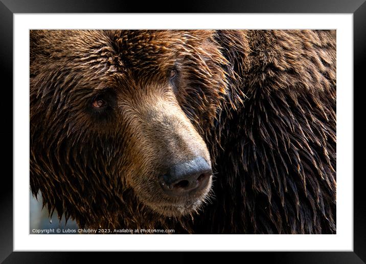 Front view of brown bear. Portrait of Kamchatka bear (Ursus arctos beringianus) Framed Mounted Print by Lubos Chlubny
