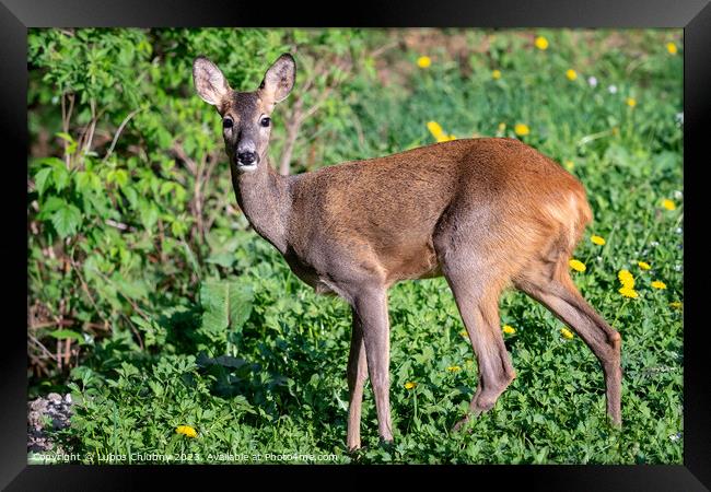 Roe deer, Capreolus capreolus. Wild roe deer in nature. Framed Print by Lubos Chlubny