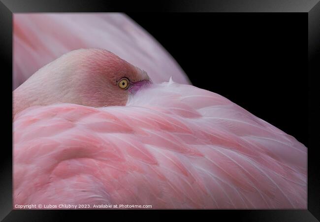 Greater flamingo, Phoenicopterus roseus. Close up detail of head and eye. Framed Print by Lubos Chlubny