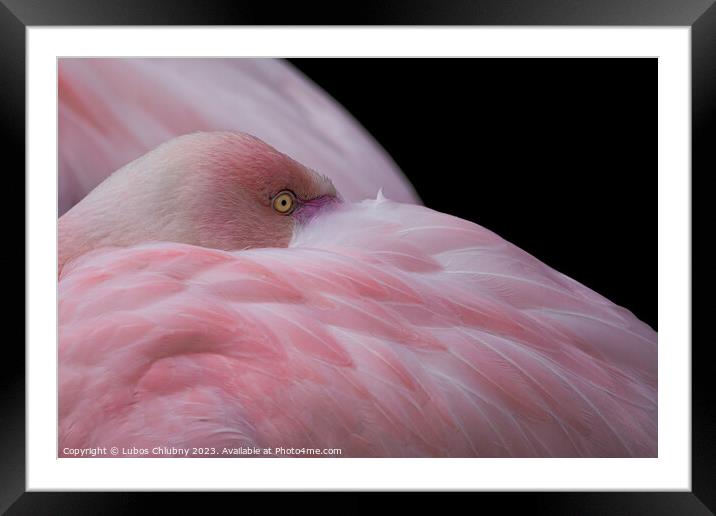 Greater flamingo, Phoenicopterus roseus. Close up detail of head and eye. Framed Mounted Print by Lubos Chlubny