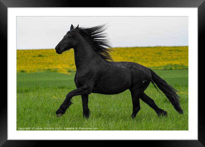 Black friesian horse runs gallop. Framed Mounted Print by Lubos Chlubny