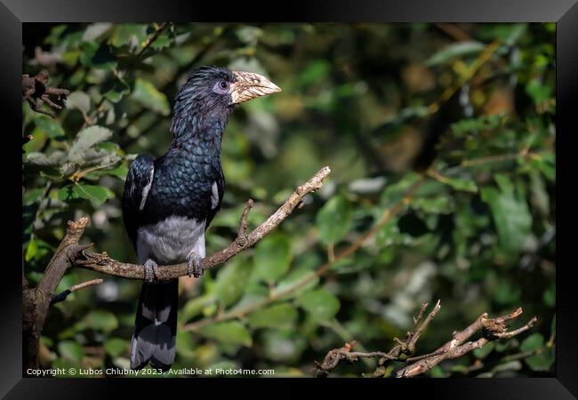 Piping Hornbill (Ceratogymna fistulator fistulator) sitting on a branch in green bushes. Framed Print by Lubos Chlubny