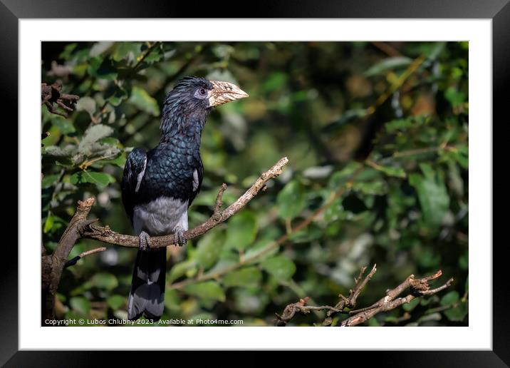 Piping Hornbill (Ceratogymna fistulator fistulator) sitting on a branch in green bushes. Framed Mounted Print by Lubos Chlubny