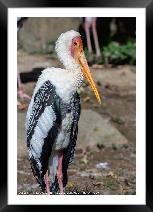 Milky stork (Mycteria cinerea) basking in the sun. Framed Mounted Print by Lubos Chlubny