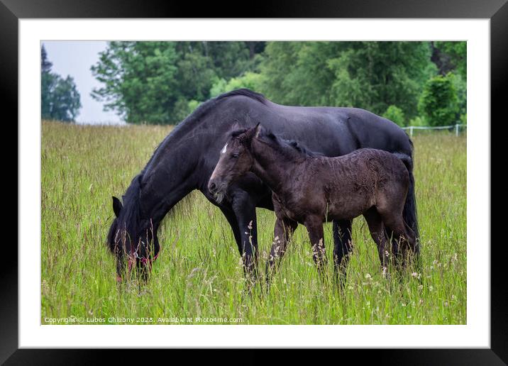 Friesian mare horse and foal on the meadow. Warlander, a cross b Framed Mounted Print by Lubos Chlubny