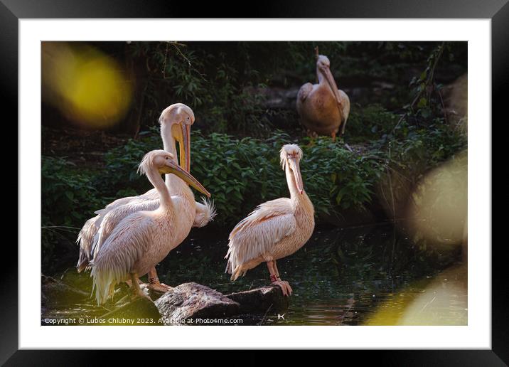 Group of white pelicans resting on the edge of the lake Framed Mounted Print by Lubos Chlubny