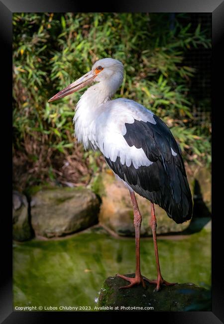 White Stork stands on a stone Framed Print by Lubos Chlubny