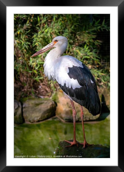 White Stork stands on a stone Framed Mounted Print by Lubos Chlubny