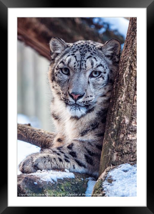 Portrait of a snow leopard in winter Framed Mounted Print by Lubos Chlubny