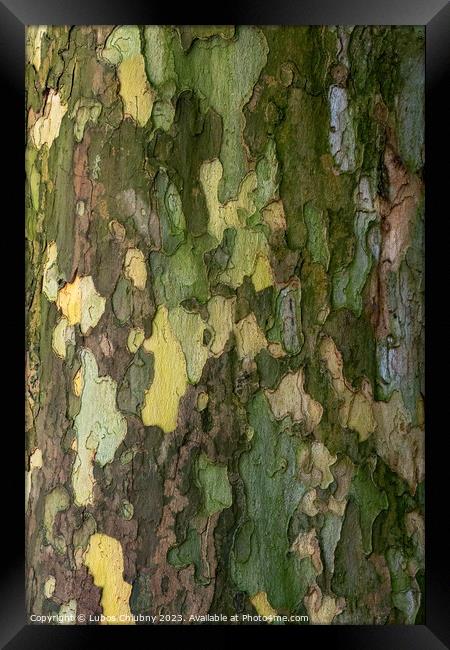 Bark of plane tree (Platanus acerifolia). Surface of sycamore. B Framed Print by Lubos Chlubny