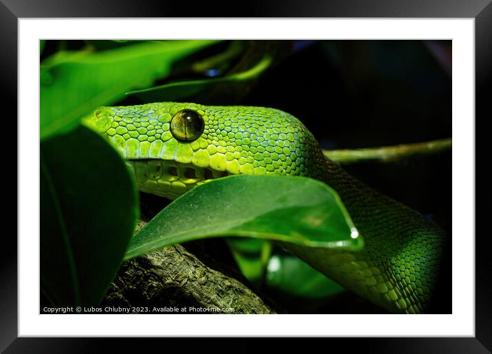 Green tree python close-up on tree branch, Morelia viridis. Framed Mounted Print by Lubos Chlubny