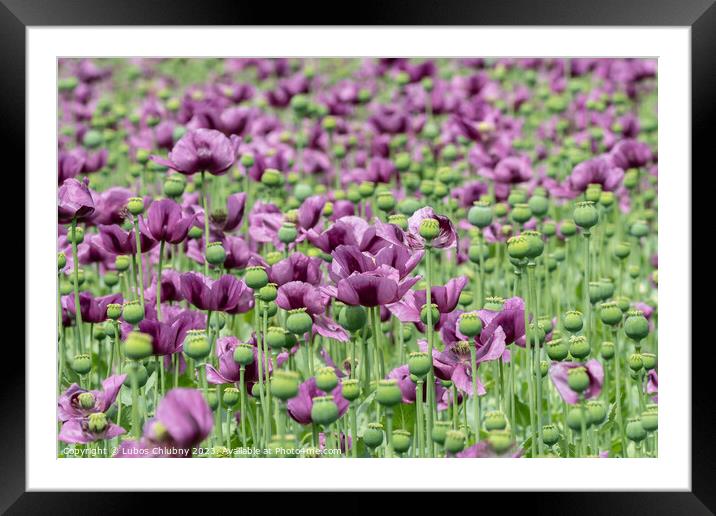 Purple poppy blossoms in a field. (Papaver somniferum). Poppies, agricultural crop. Framed Mounted Print by Lubos Chlubny