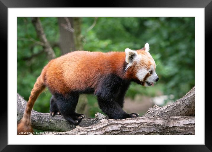 Red panda (Ailurus fulgens) on the tree. Cute panda bear in forest habitat. Framed Mounted Print by Lubos Chlubny