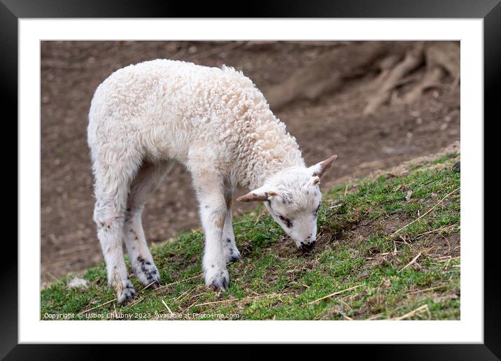 Lamb is grazing on the grass Framed Mounted Print by Lubos Chlubny