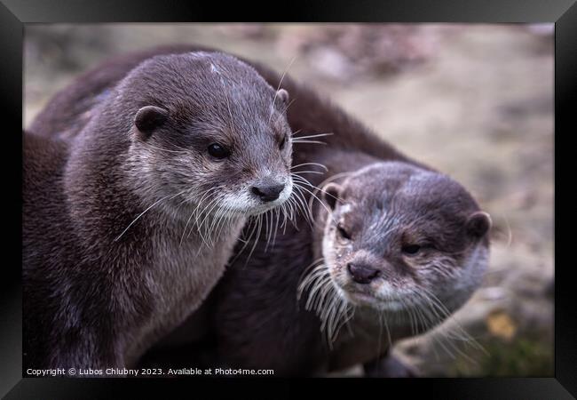 Two asian small clawed otters, Aonyx cinereus Framed Print by Lubos Chlubny