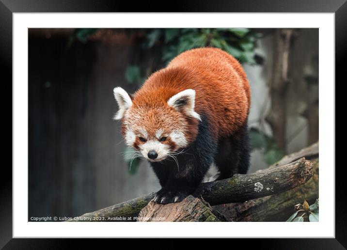 Red panda on a tree, Ailurus Fulgens Framed Mounted Print by Lubos Chlubny