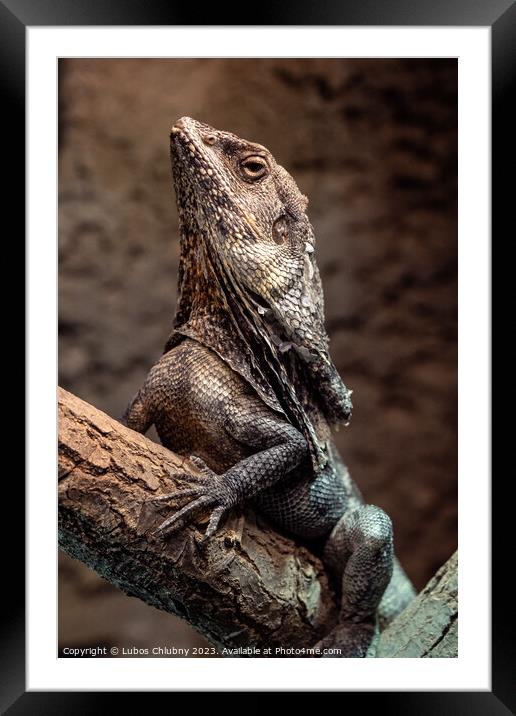 Frilled Lizard (Chlamydosaurus kingii) Clamidosaurio on tree branch Framed Mounted Print by Lubos Chlubny