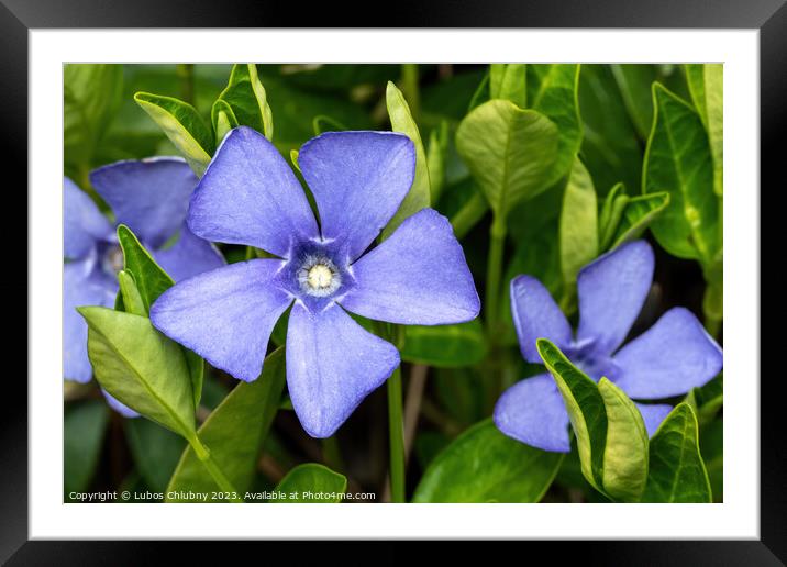 Purple blue flowers of periwinkle, vinca minor Framed Mounted Print by Lubos Chlubny