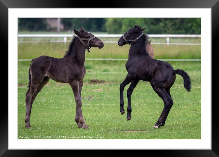 Foals are playing in the pasture Framed Mounted Print by Lubos Chlubny