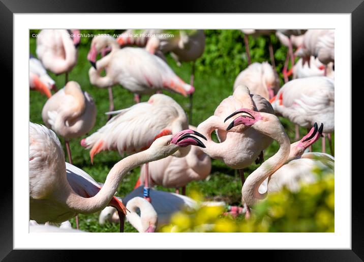 Group of Greater flamingo (Phoenicopterus roseus) Framed Mounted Print by Lubos Chlubny