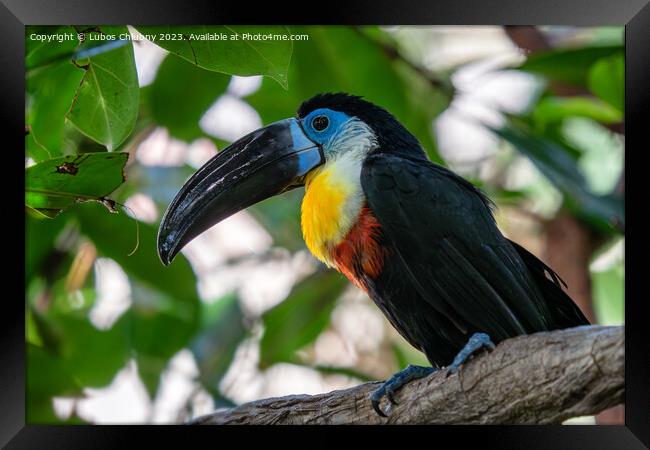 Channel-billed Toucan (Ramphastos vitellinus) stands on the tree Framed Print by Lubos Chlubny