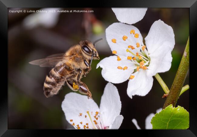 Flying bee collects pollen on the flowers of a tree Framed Print by Lubos Chlubny