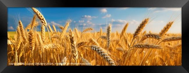 Gold wheat field and blue sky. Generative AI Framed Print by Lubos Chlubny