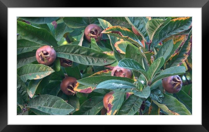 Medlar fruit Mespilus germanica on a branch Framed Mounted Print by Irena Chlubna
