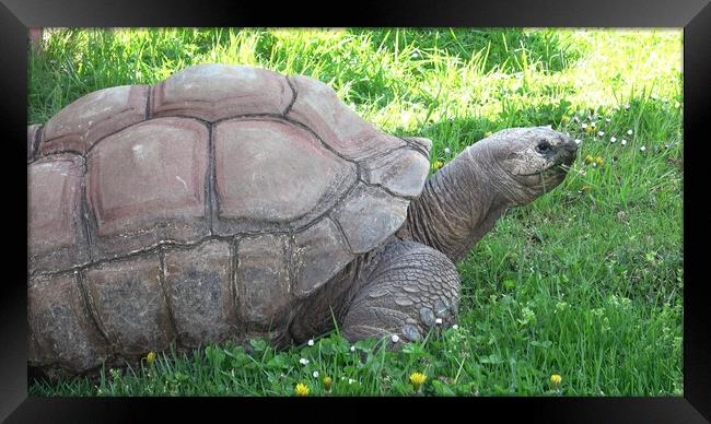 Aldabra giant tortoise (Aldabrachelys gigantea) eating grass Framed Print by Irena Chlubna