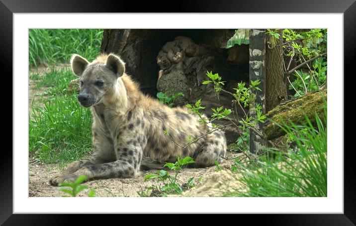 Spotted hyena sits (Crocuta crocuta) Framed Mounted Print by Irena Chlubna