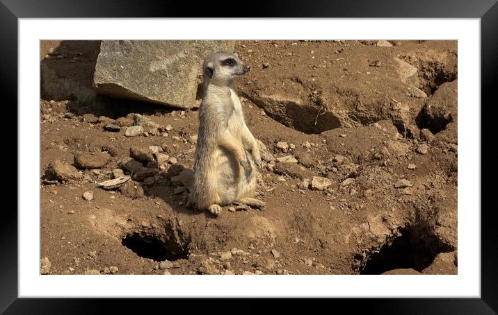 Meerkat, Suricata suricatta sitting and looking into the distance. Framed Mounted Print by Irena Chlubna