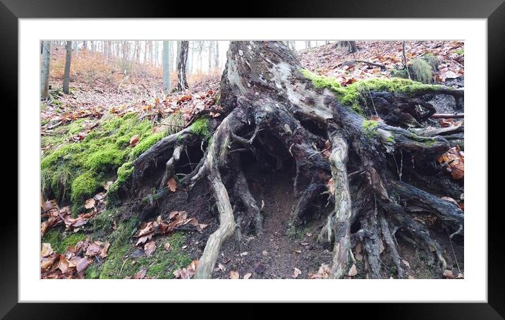 Tree roots with ground covered with moss in forest Framed Mounted Print by Irena Chlubna