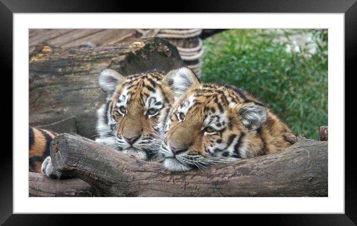 Siberian tiger, Panthera tigris altaica.Two tiger cubs Framed Mounted Print by Irena Chlubna