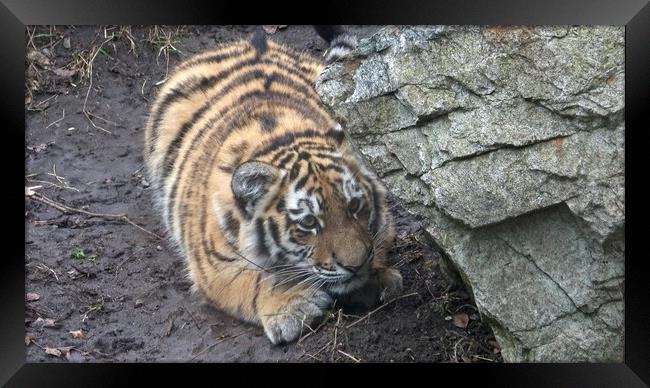 Siberian tiger, Panthera tigris altaica.Tiger cubs Framed Print by Irena Chlubna