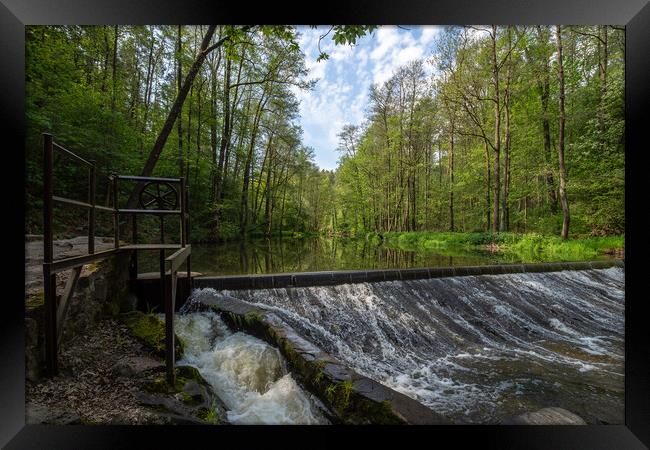 Water from a pond drains through a concrete fence. Pond running through a grove of trees. Drain culvert Framed Print by Irena Chlubna