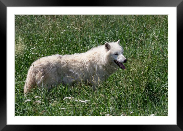 Arctic wolf enjoying the morning sun (Canis lupus arctos) Framed Mounted Print by Irena Chlubna
