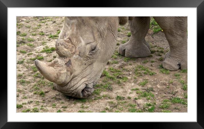 Southern white rhinoceros (Ceratotherium simum simum). Critically endangered animal species. Framed Mounted Print by Irena Chlubna