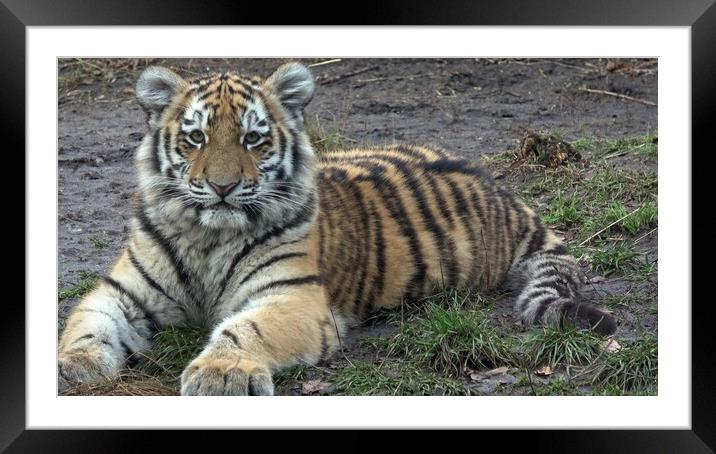 Siberian tiger, Panthera tigris altaica. Framed Mounted Print by Irena Chlubna