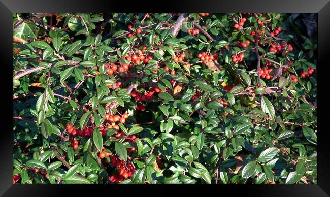 Shrub with red berries. Willow-leaved cotoneaster, Cotoneaster salicifolius. Framed Print by Irena Chlubna