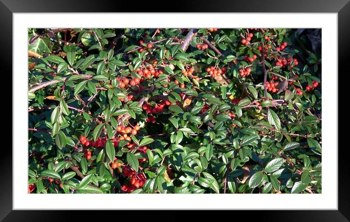 Shrub with red berries. Willow-leaved cotoneaster, Cotoneaster salicifolius. Framed Mounted Print by Irena Chlubna