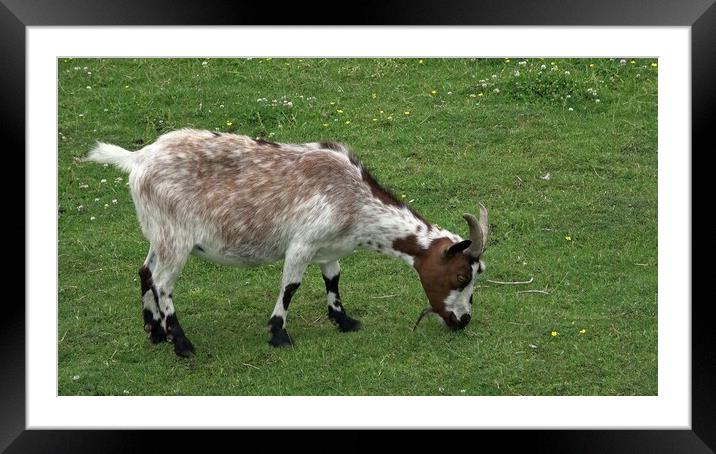 Domestic goat grazing on green meadow Framed Mounted Print by Irena Chlubna