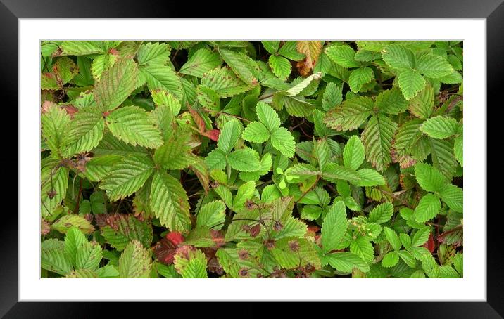 Medicinal herb. Fragaria moschata, outdoor plants Framed Mounted Print by Irena Chlubna