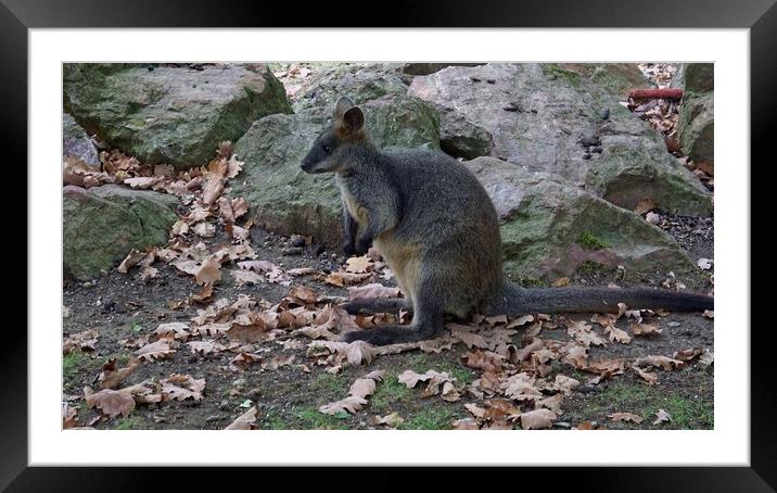 Swamp wallaby (Wallabia bicolor). Also commonly known as black wallaby, black-tailed wallaby, fern wallaby, black pademelon, stinker, black stinker. Framed Mounted Print by Irena Chlubna