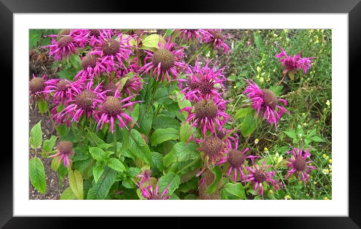 Medicinal herb. Monarda didyma (Scarlet beebalm) blooming in the garden Framed Mounted Print by Irena Chlubna