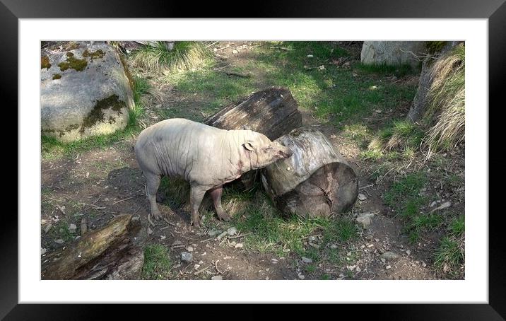 North Sulawesi Babirusa (Babyrousa celebensis). Pig with large canine teeth. Framed Mounted Print by Irena Chlubna