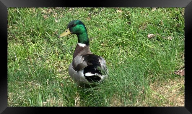 Wild male duck in the green grass Framed Print by Irena Chlubna