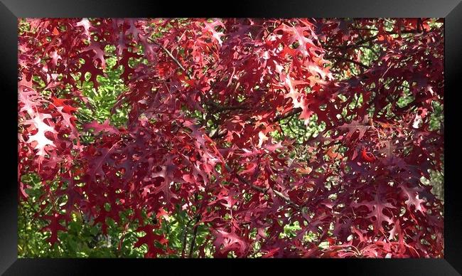 Red colored autumn leaves of the Oak (Quercus palustris) Framed Print by Irena Chlubna