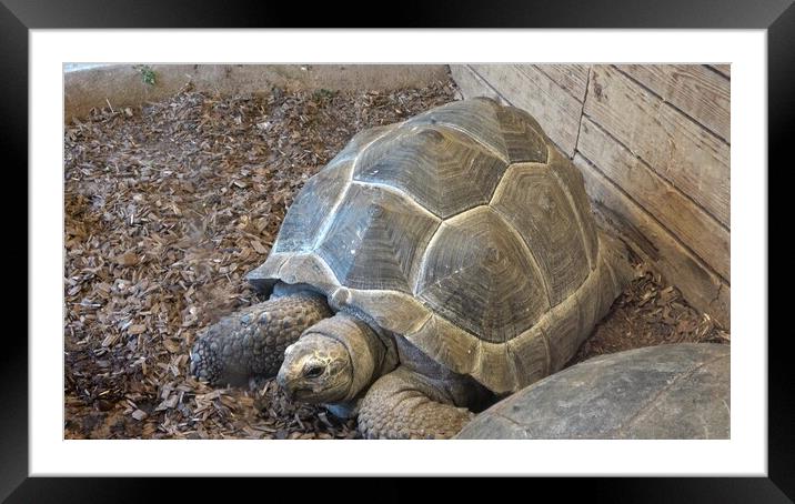 African Spurred Tortoise head (Centrochelys sulcata), also called the sulcata tortoise Framed Mounted Print by Irena Chlubna