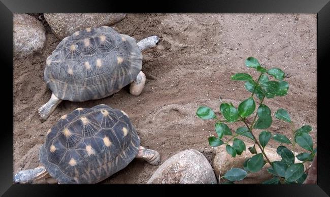 Madakascar tortoise (Pyxis arachnoides).Tortoise is walking on the ground Framed Print by Irena Chlubna