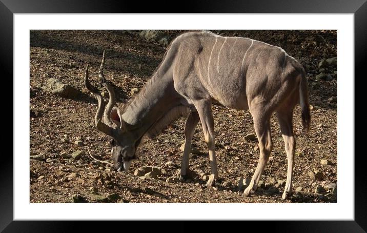 Kudu lateral view is looking for food (Tragelaphus strepsiceros). Kudu lateral view is looking for food (Tragelaphus strepsiceros). Framed Mounted Print by Irena Chlubna
